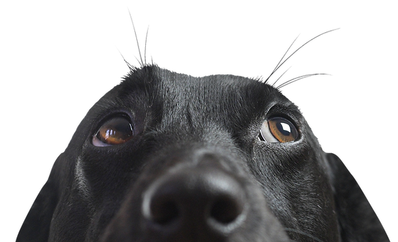 Closeup of a Black Dog