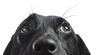 Closeup of a Black Dog