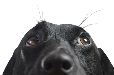 Closeup of a Black Dog