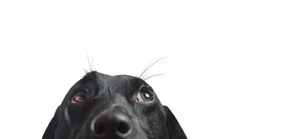 Closeup of a Black Dog