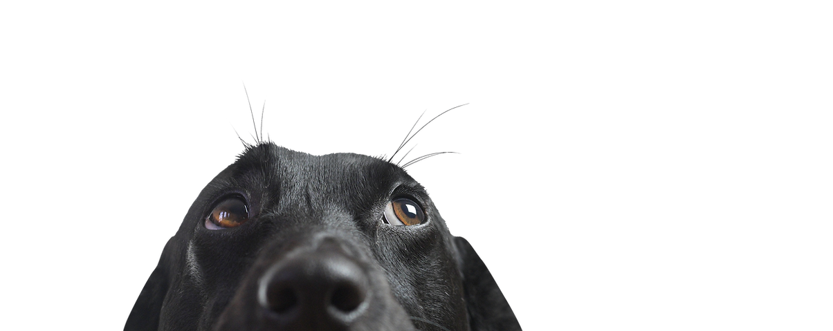 Dog's Curious Look