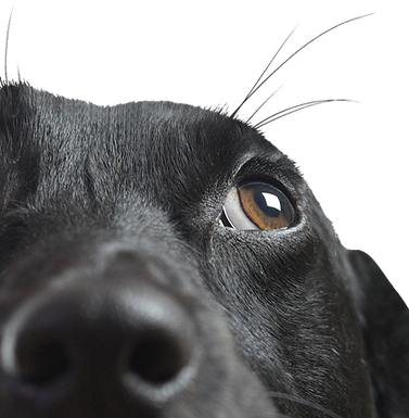 HAPPY PAWS RAW HARLOW ESSEX