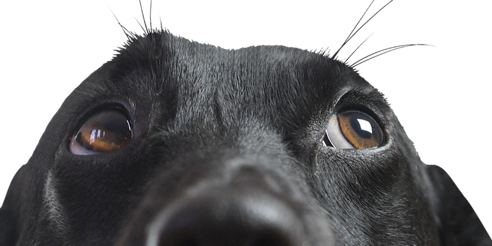 scentaltdogs_contact_us