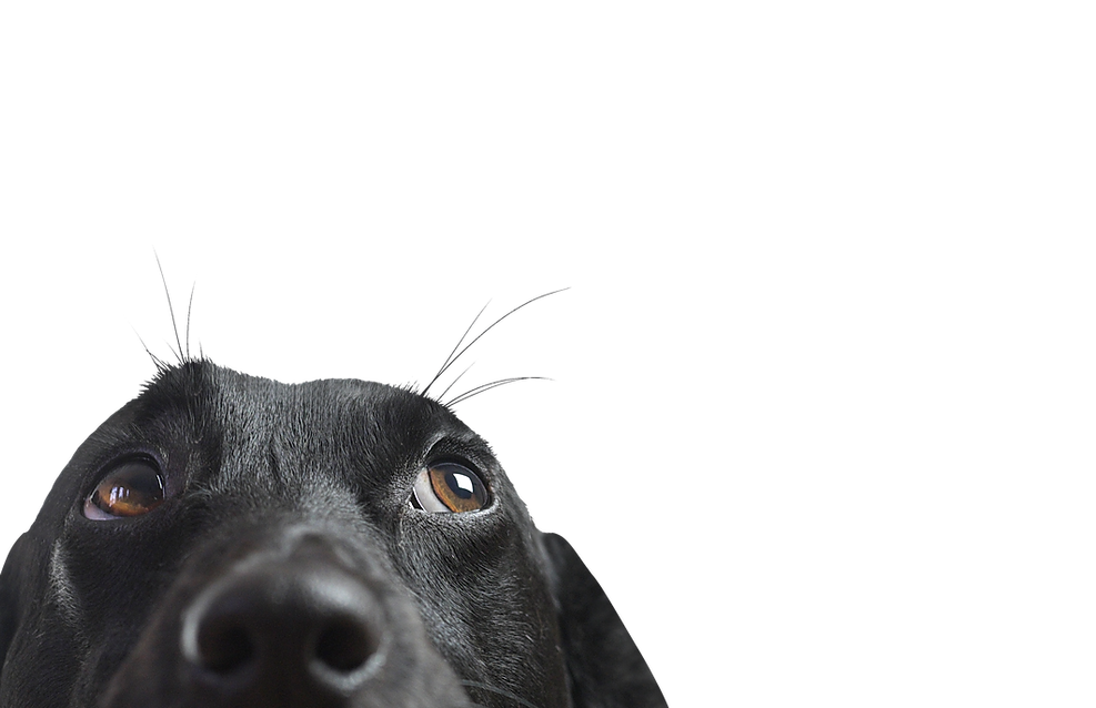 Closeup of a Black Dog