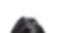 Closeup of a Black Dog
