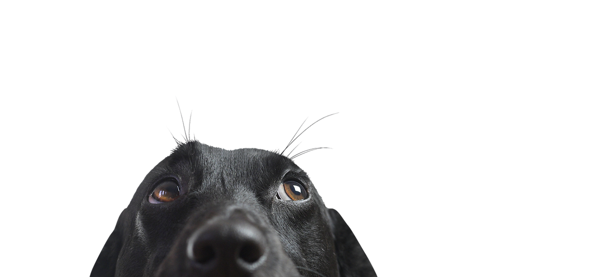Dog's Curious Look