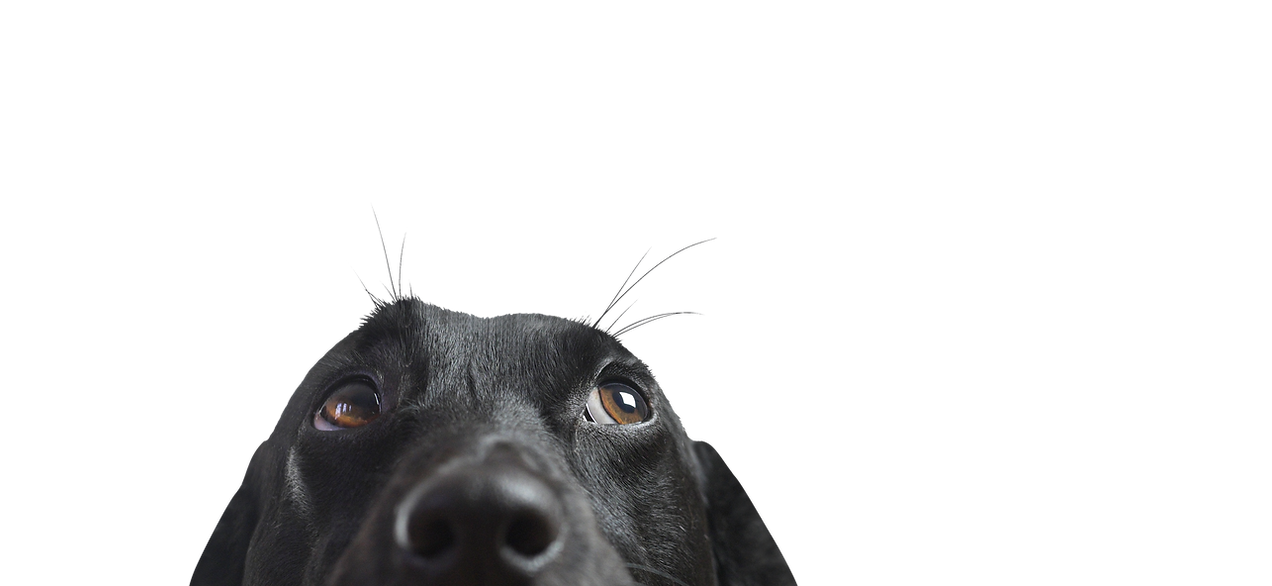 Closeup of a Black Dog