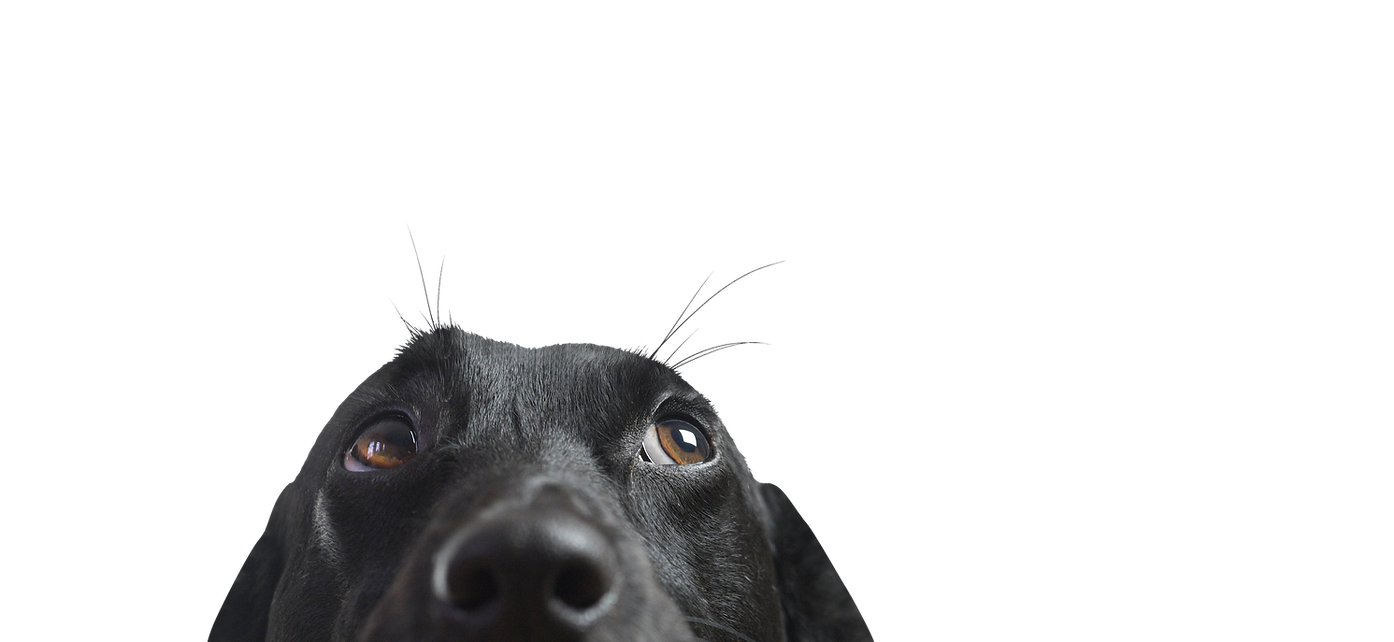 Gros plan d'un chien noir