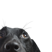 Closeup of a Black Dog