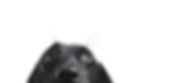 Closeup of a Black Dog