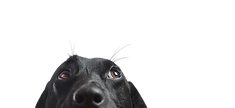 Closeup of a Black Dog