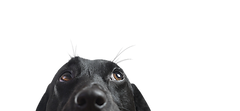 dog training