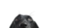 ブラックドッグのクローズアップ