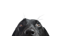 O olhar curioso do cachorro
