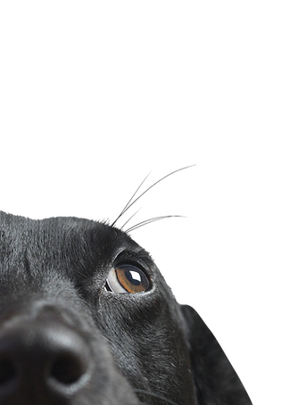 Closeup of a Black Dog