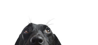 Closeup of a Black Dog