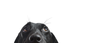 Closeup of The Native Crowd's Black Dog