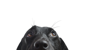 Closeup of a Black Dog