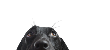 Closeup of a Black Dog