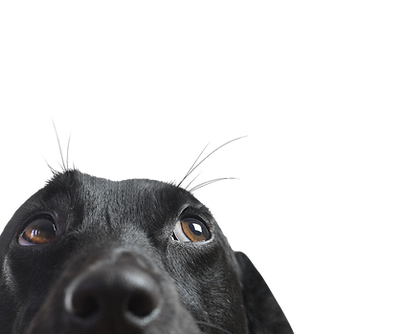 Dog's Curious Look