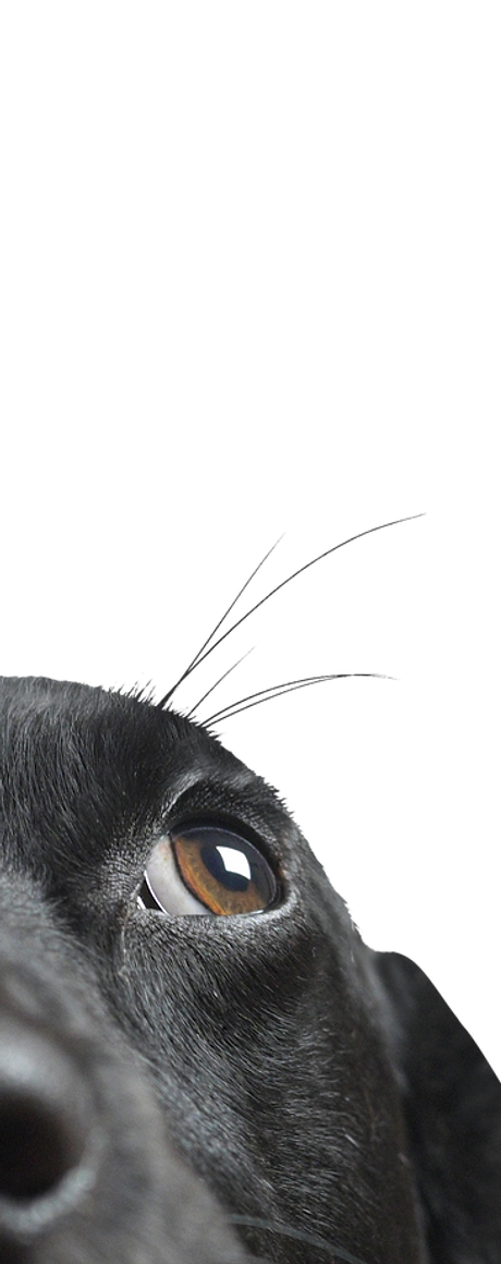 Closeup of a Black Dog