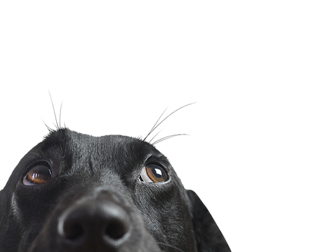 Closeup of a Black Dog