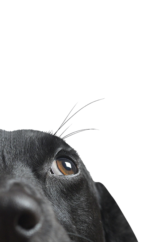 Closeup of a Black Dog