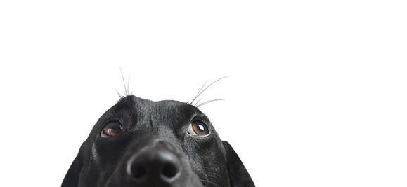 Les animaux nous parlent Communication animale Soin energetique Lahochi