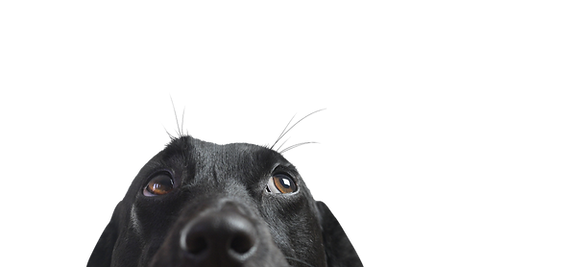 Closeup of a Black Dog