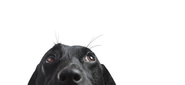 Close up de um cão preto