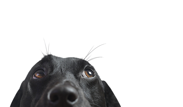 Primer de un perro Negro