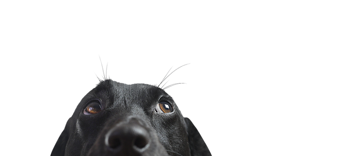 Closeup of a Black Dog