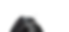 Closeup of a Black Dog