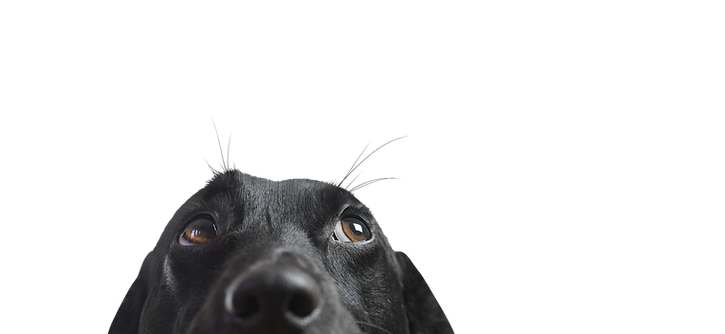 Nahaufnahme eines Black Dog