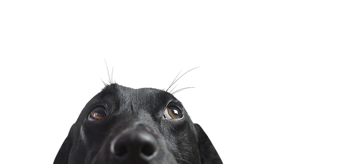 Closeup of a Black Dog