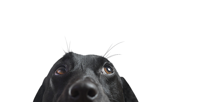 Closeup of a Black Dog