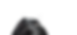 Closeup of a Black Dog
