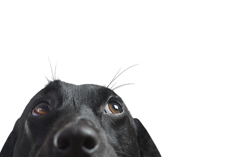 Closeup of a Black Dog