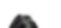 Closeup of a Black Dog