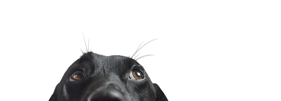 Closeup of a Black Dog