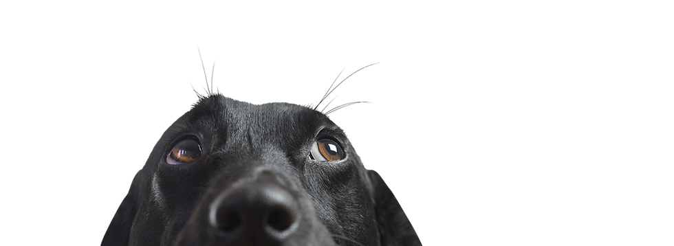 spca albrecht center