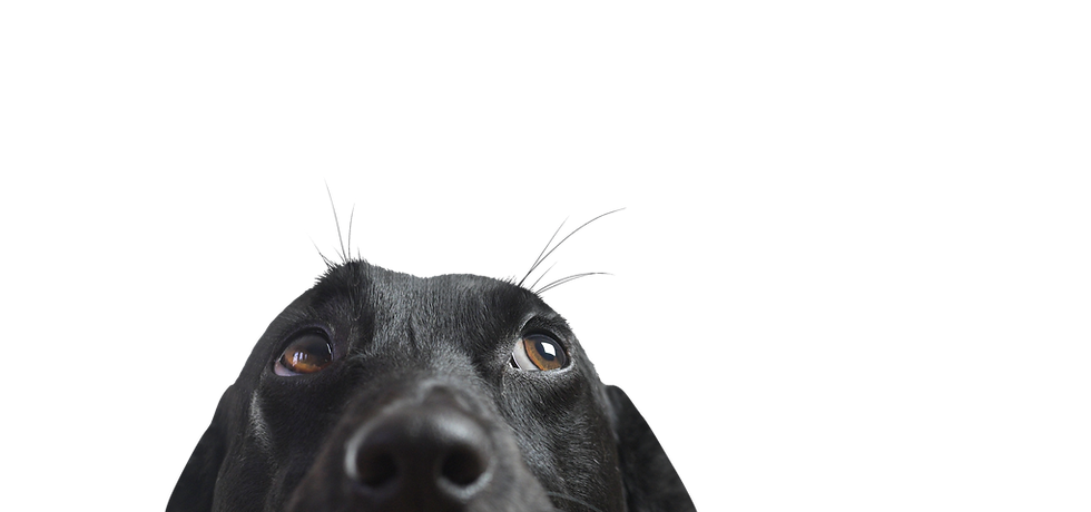 Closeup of a Black Dog