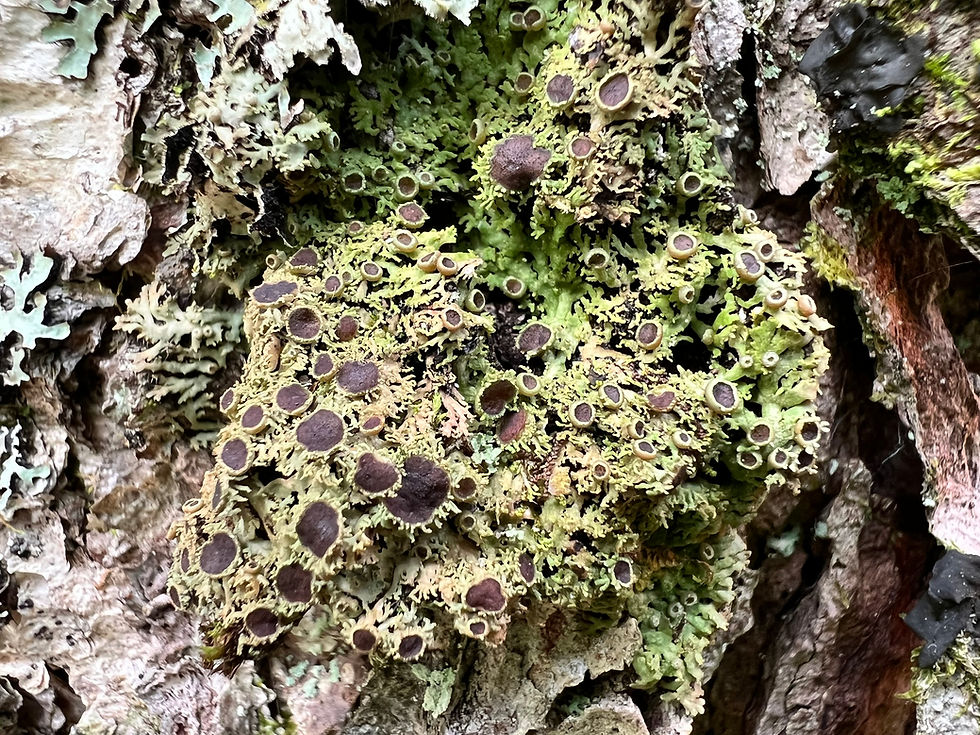 Shaggy-fringe Lichen