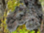 Blue Felt Lichen