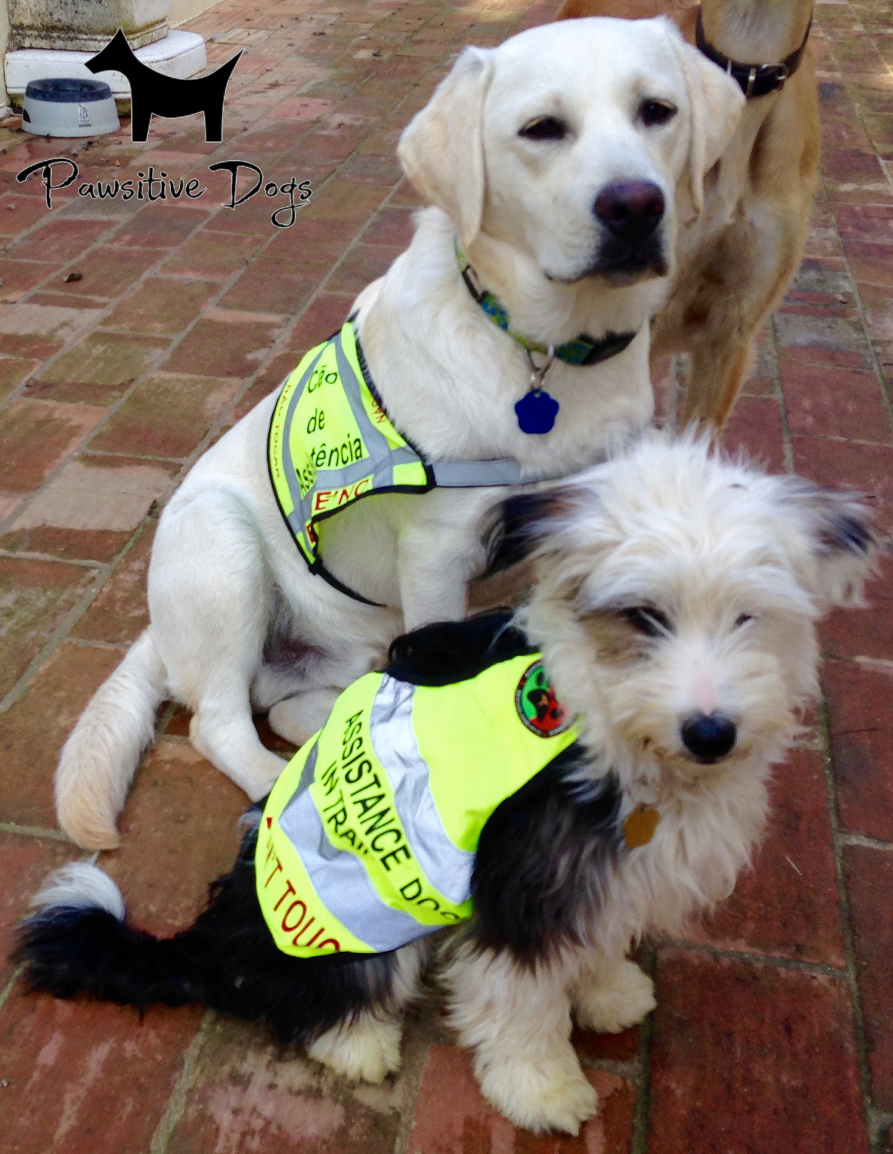 Assistance Dogs