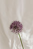 kaboompics_minimalist-flower-backgrounds-floral-compositions-white-fabric-abstract-30301.j