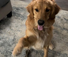 Saylor with her paw up