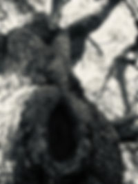 B w catalpa.jpeg
