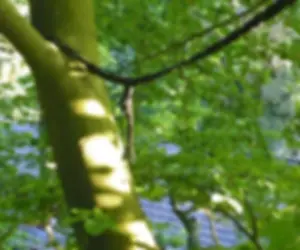 kroonverankeringfoto.webp