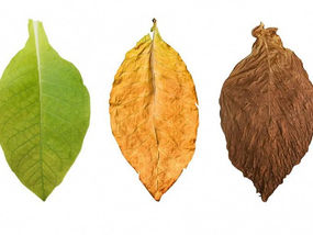 La Magie de la Production de Cigares : L’Art de la Fermentation et du Vieillissement dans la Création de Cigares De Luxe Gran Reserva XO Supreme